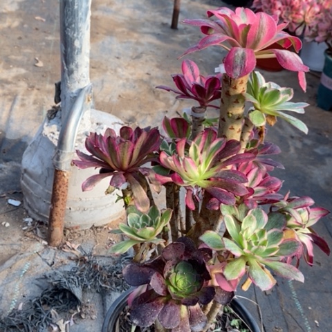 嫁接多肉植物012