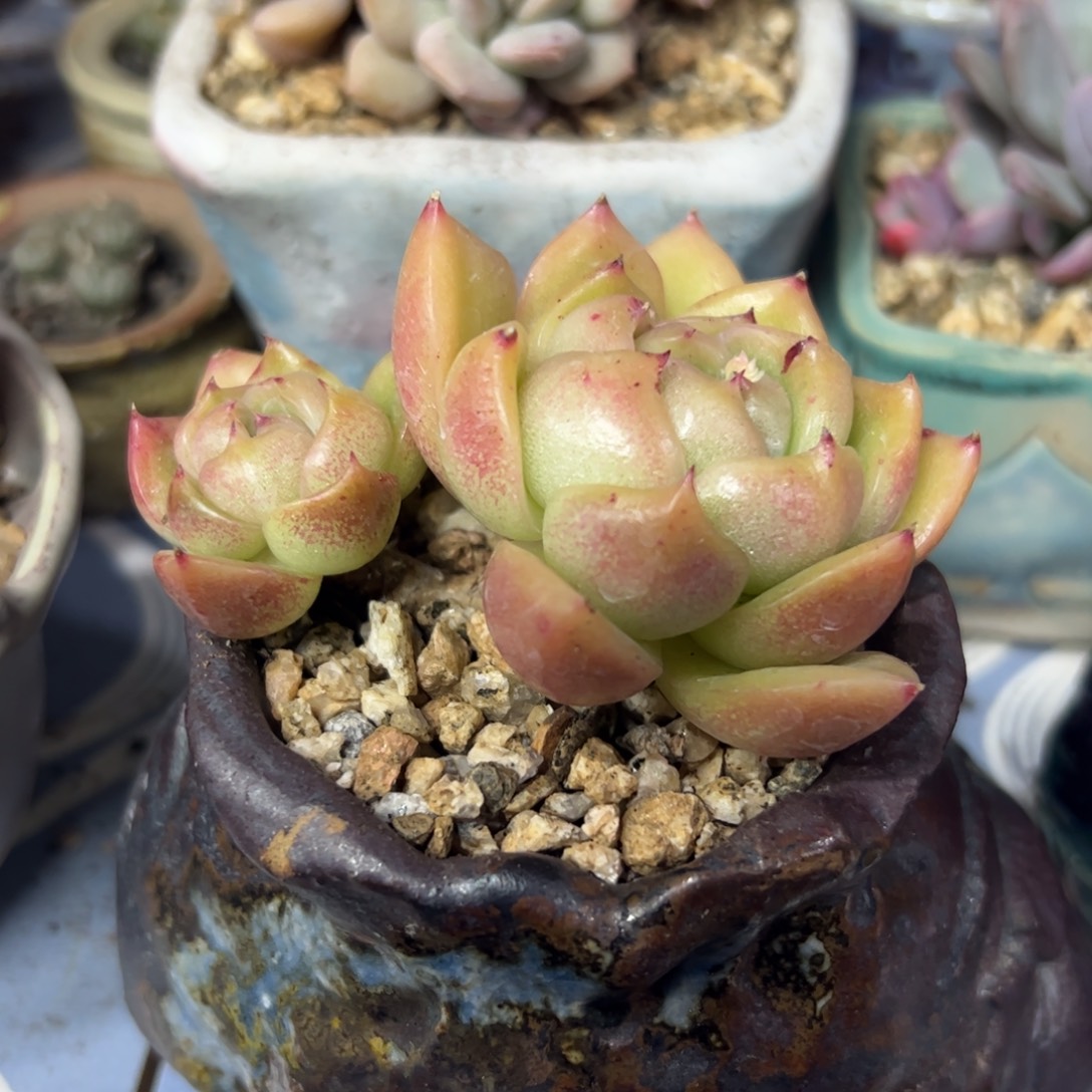 白玫瑰小老桩多肉