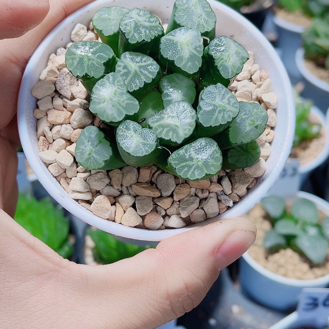 火烧云万象精品十二卷