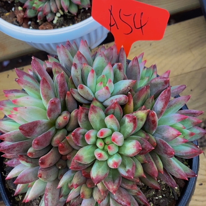 是不是又是不一样