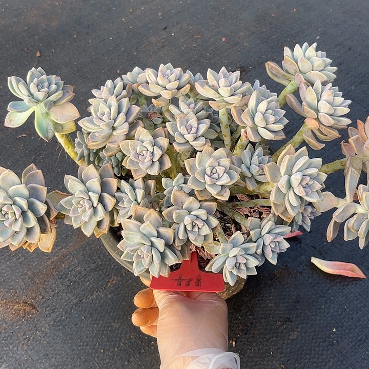 两单包邮，一物一拍14淡雪朵朵