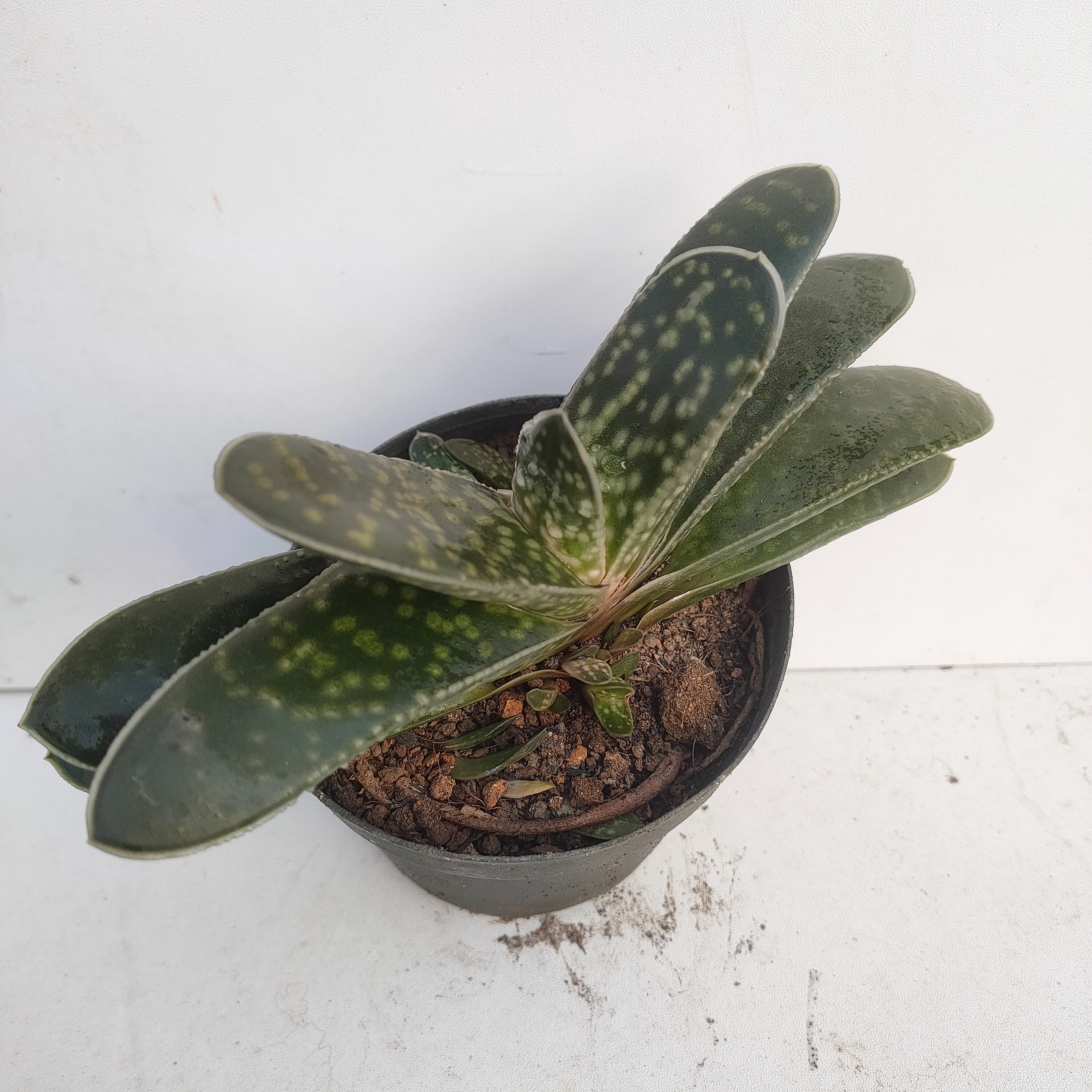 子宝 满20包邮  多肉植物脱土发货容易散 湖南长沙星昊多肉基地