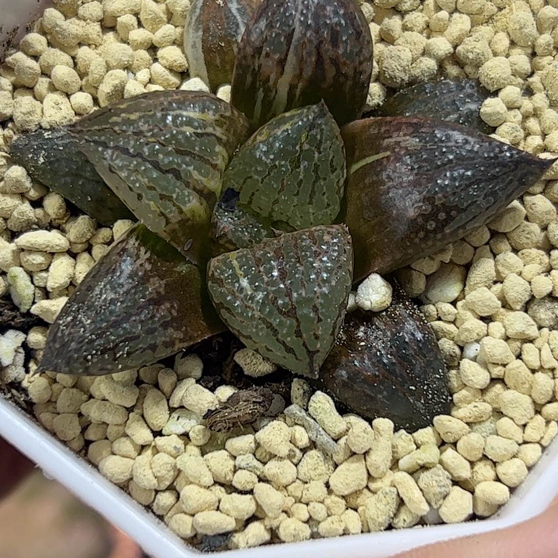 白银锦十二卷多肉植物