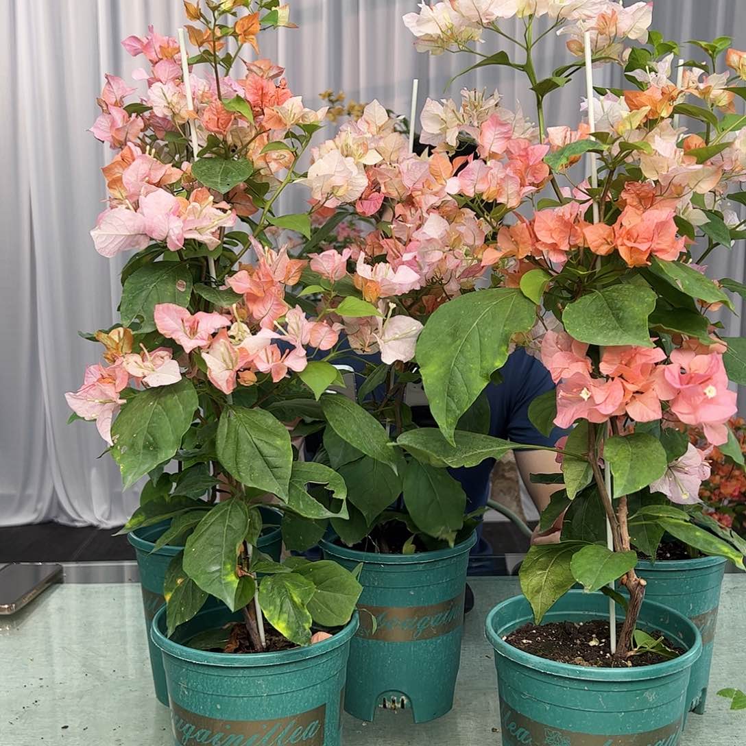 大部分开放少量花苞橙口红带竹一棵