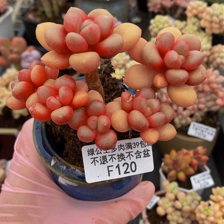 先锋派8cm120多肉植物