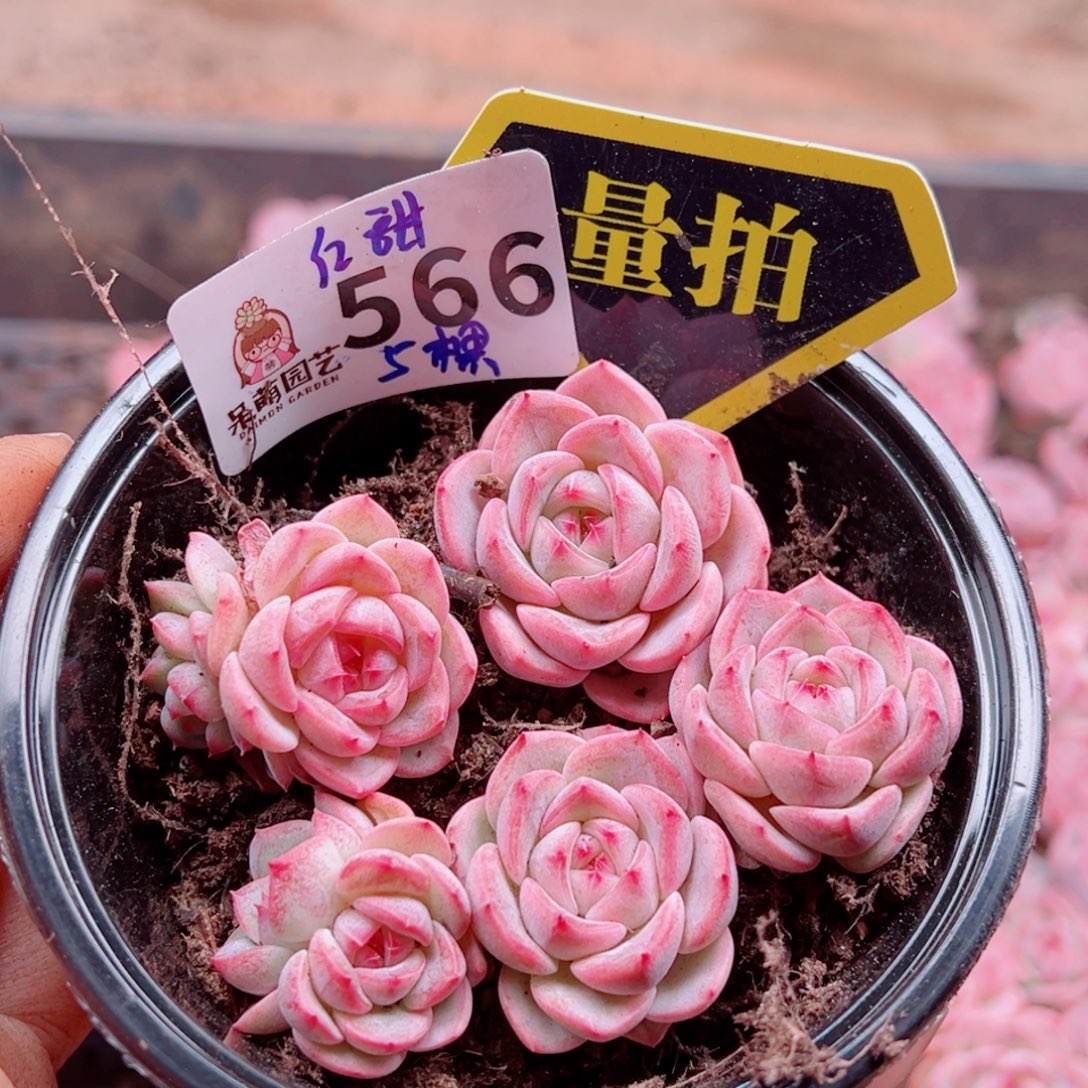 多肉植物多肉植物