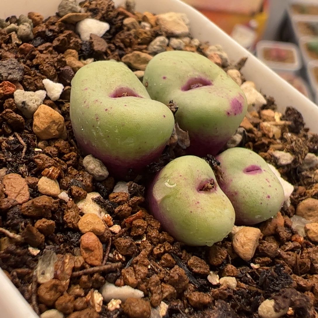 225多肉植物组合