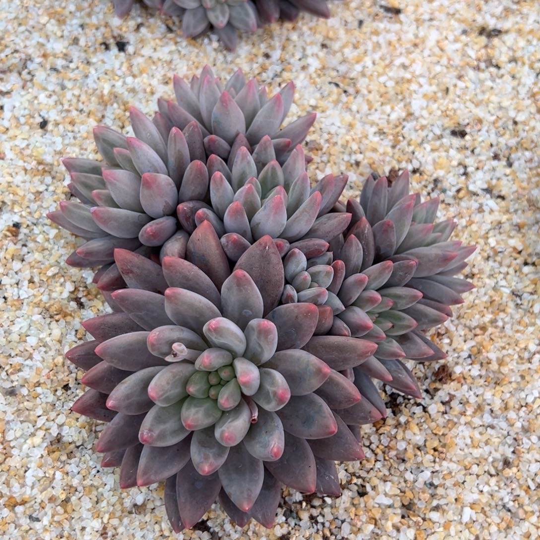 明***醉红蜻蜓多肉一物一拍