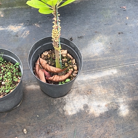 你说天下的一切就绪萬**春