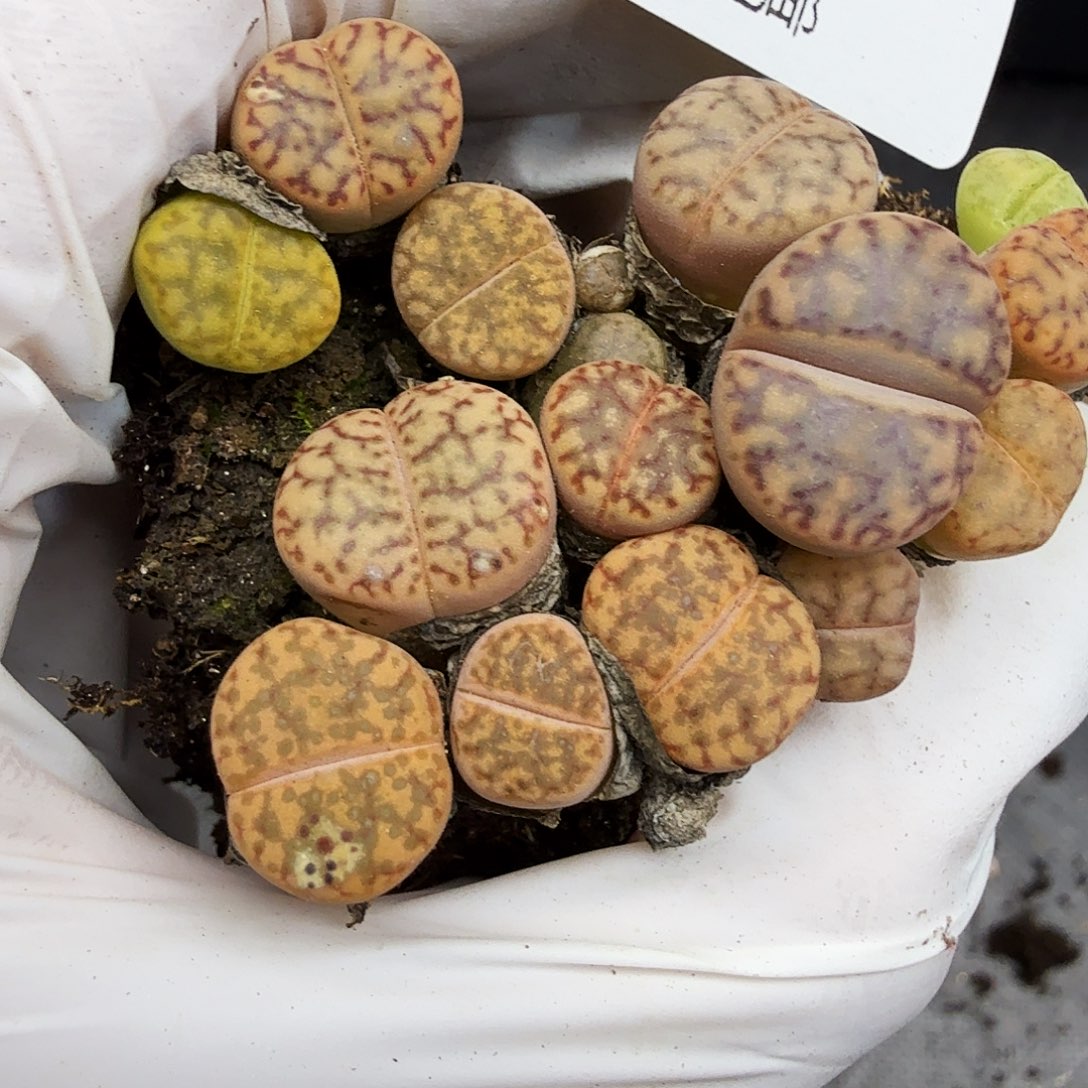 这个点睡起来都会想起她556不