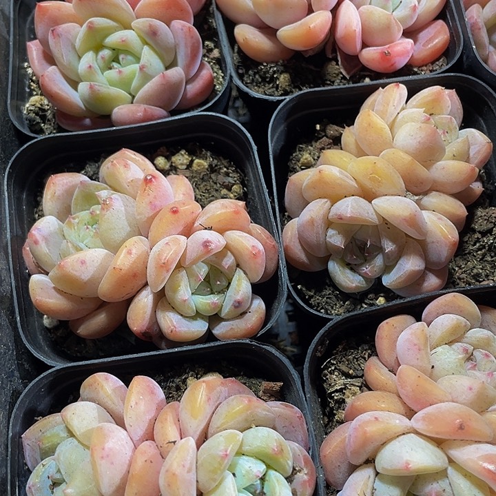 双头冰糕3.8带盆