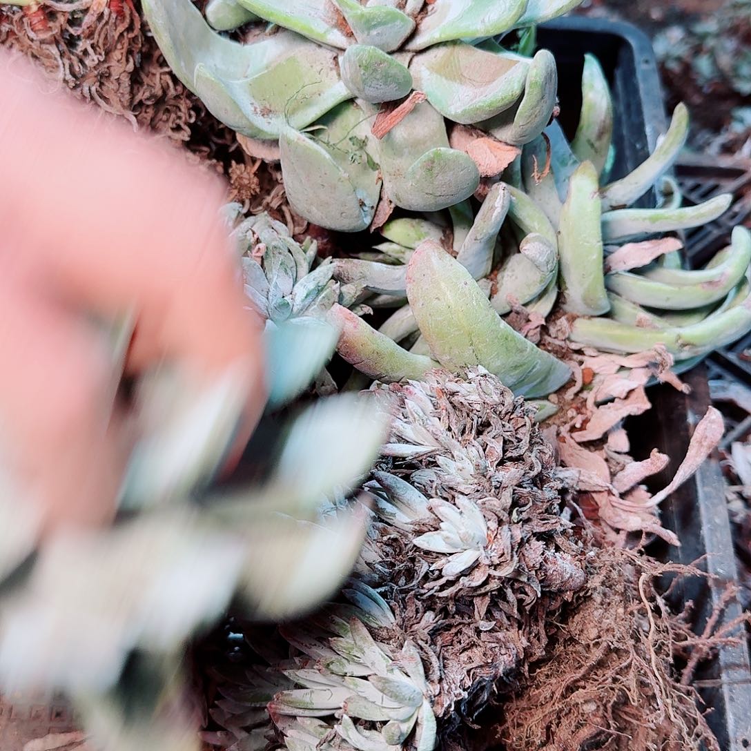 1401瑕疵框拍不售后