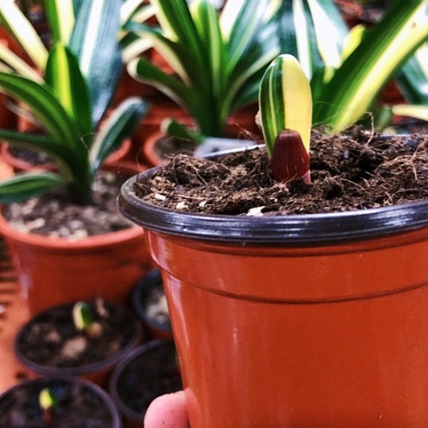 【闪购商品】好*情