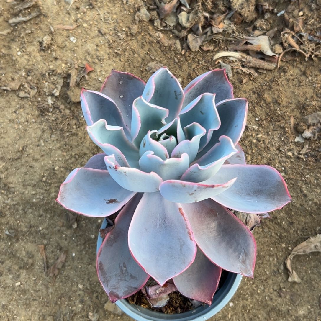 而欧洲植物中央音乐学院