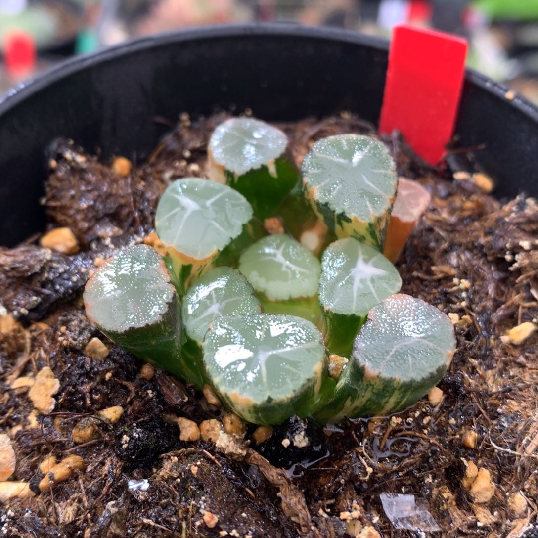 万象锦，带盆发货