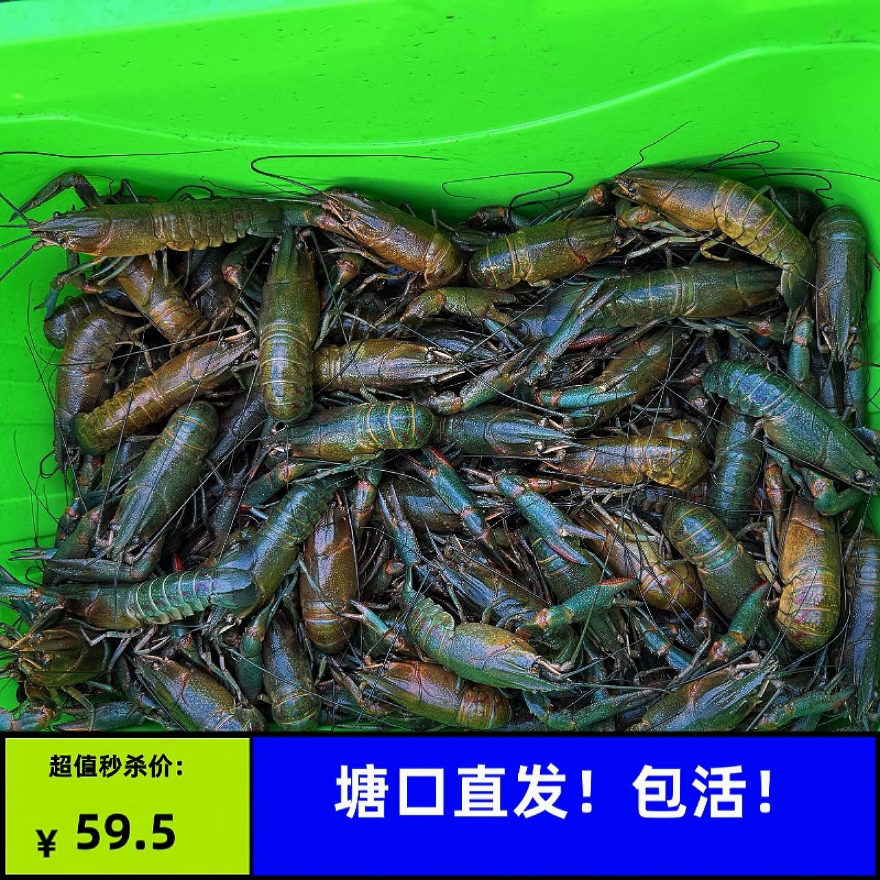 鲜活澳洲淡水蓝龙虾！顺丰空运！次日达！