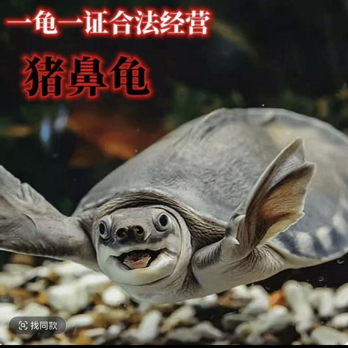 人工养殖深水龟龙鱼虎鱼配鱼皮实好养