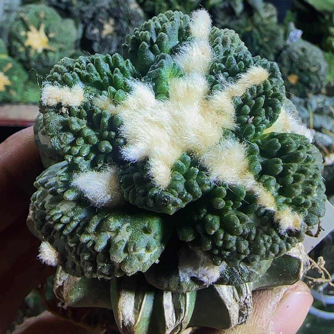 大尤哥斯拉557仙人球