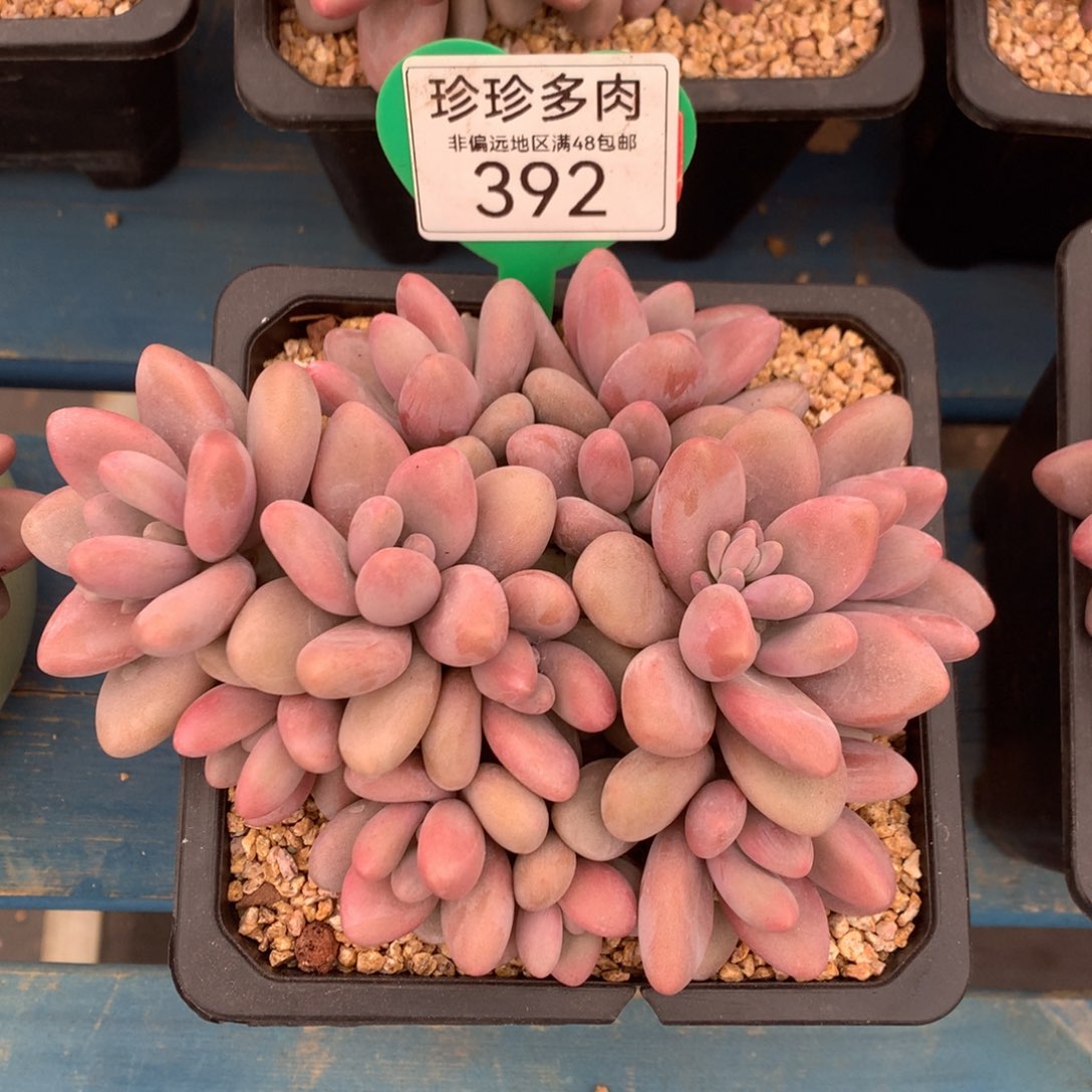 蜜多丽无砍平头392