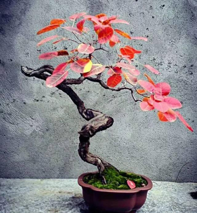 精品黄芦一物一拍欢迎下单