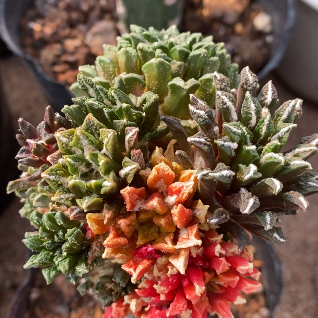 姬牡丹群生锦嫁接，