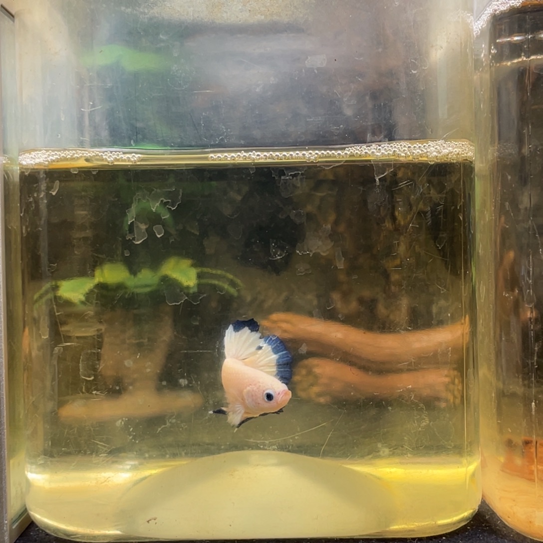 斗鱼十一月二日竞价