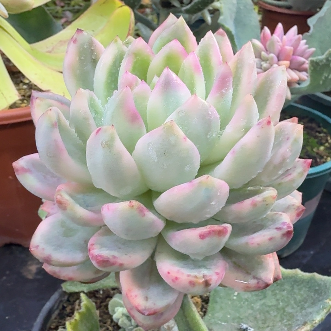 冰月亮锦腹轮锦模特