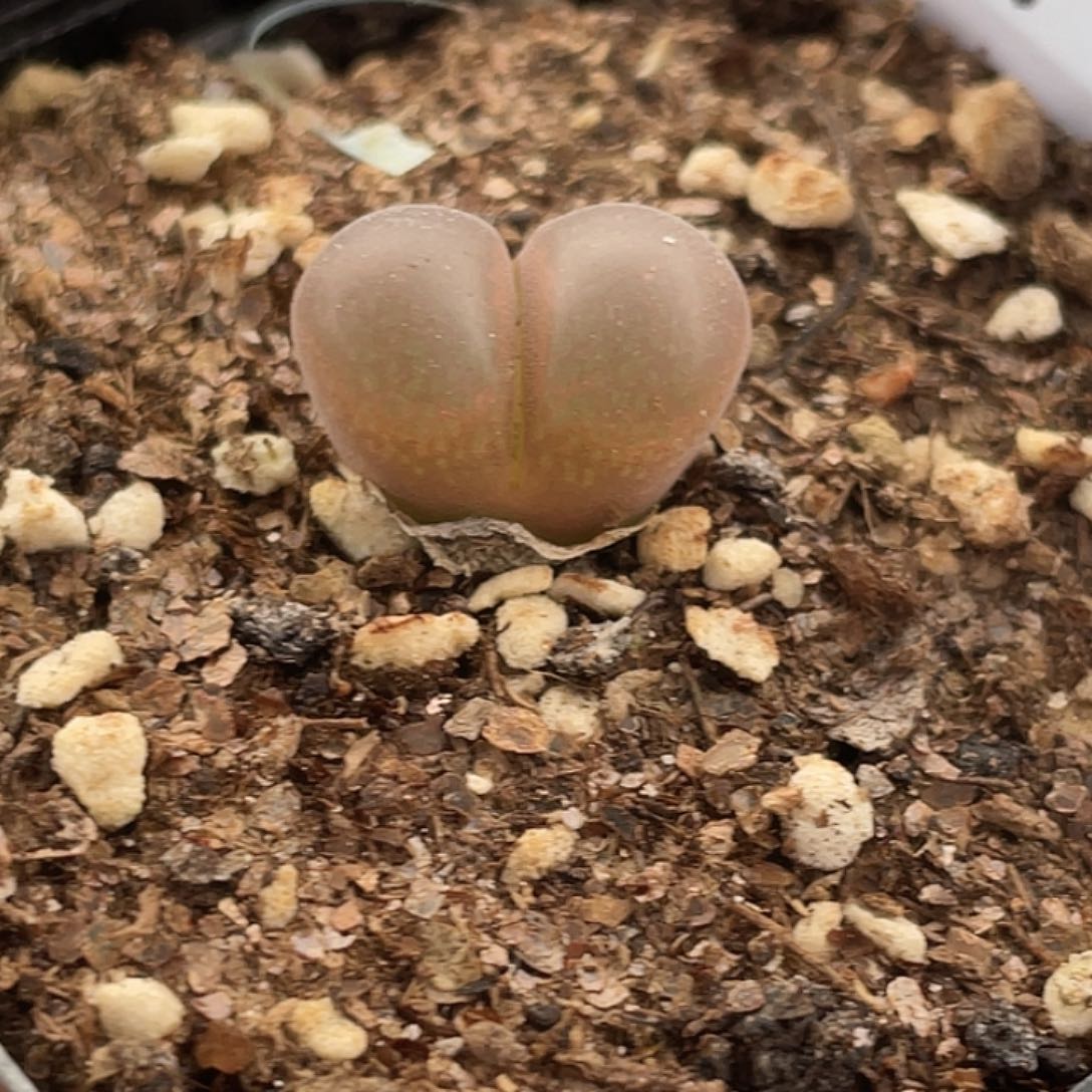 25-53风铃多肉植物