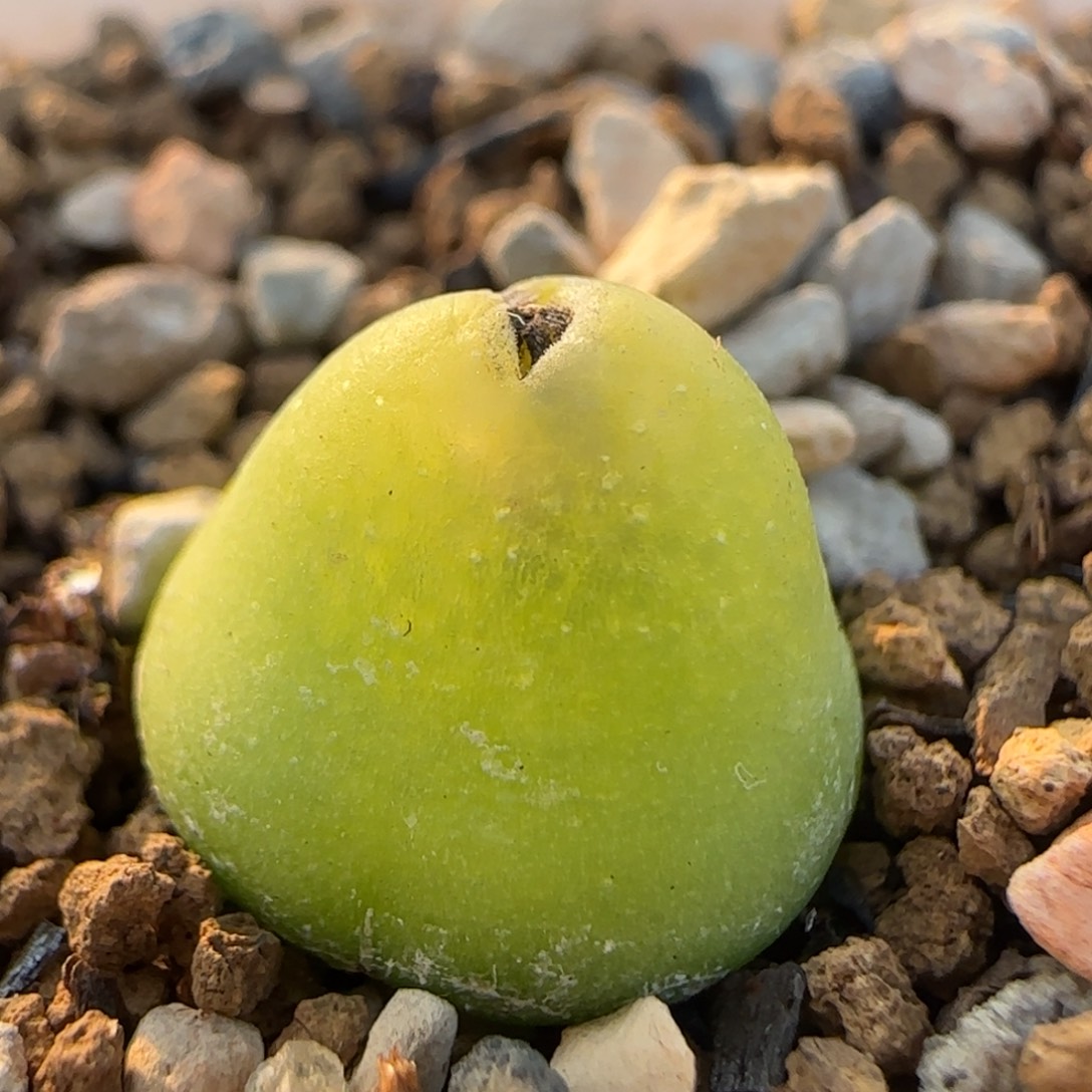 大葫芦多肉植物百科
