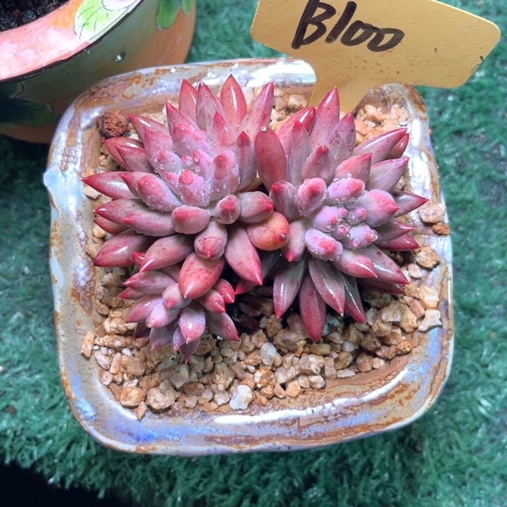 虞美人100号码牌子的话