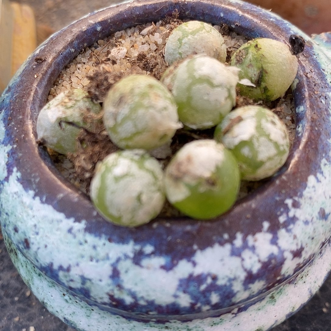 2549哈默灯泡一组。  