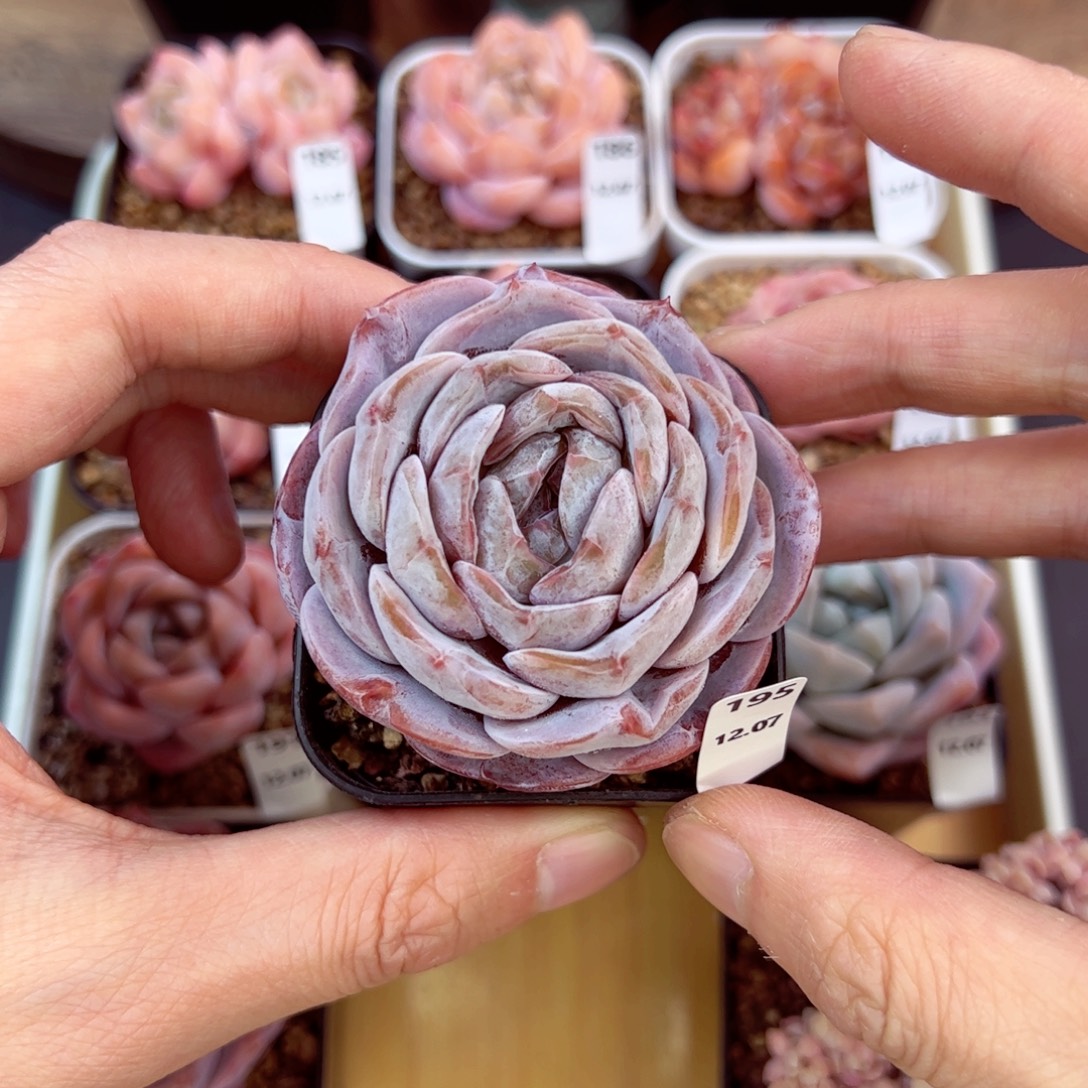 好好看195、哈哈哈哈哈