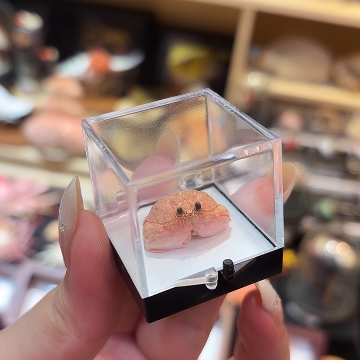 真实迷你逍遥蟹标本