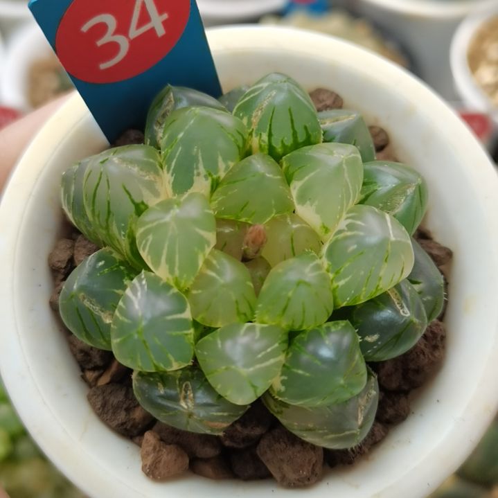 34号OM玉露锦一物一拍带盆土发货