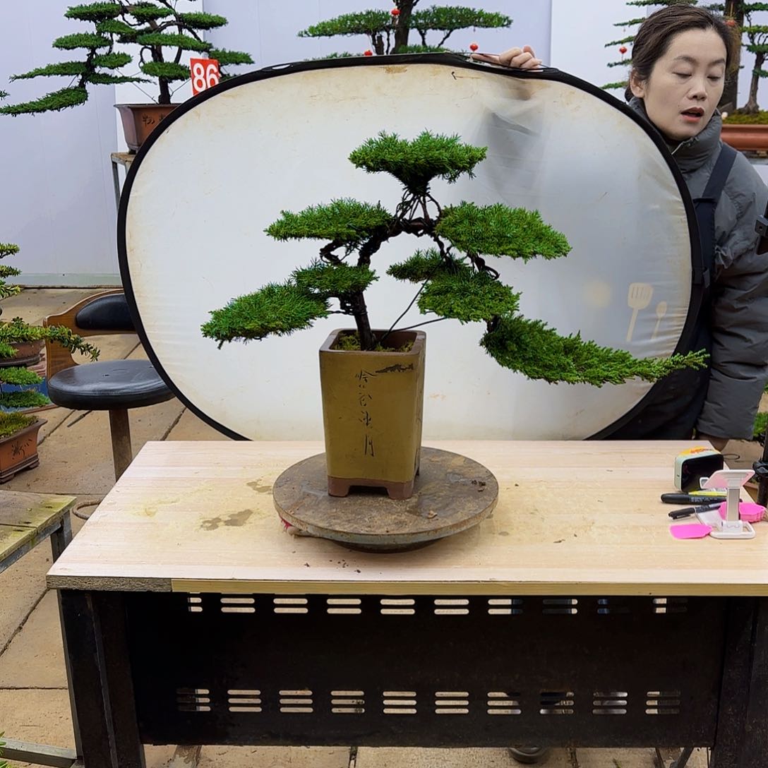 盆景直播间一物一拍
