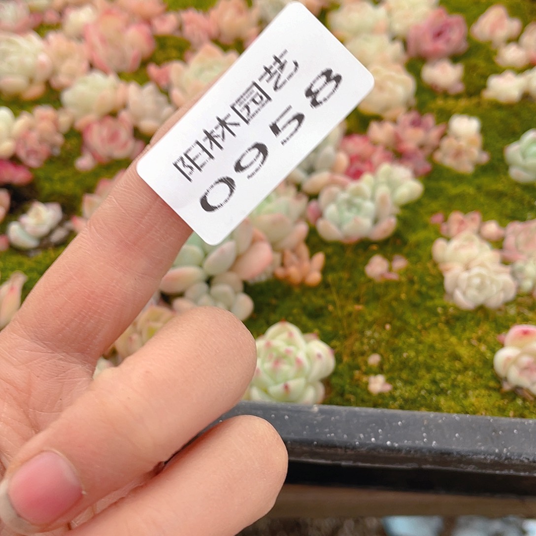 ，***n多肉植物多肉植物958