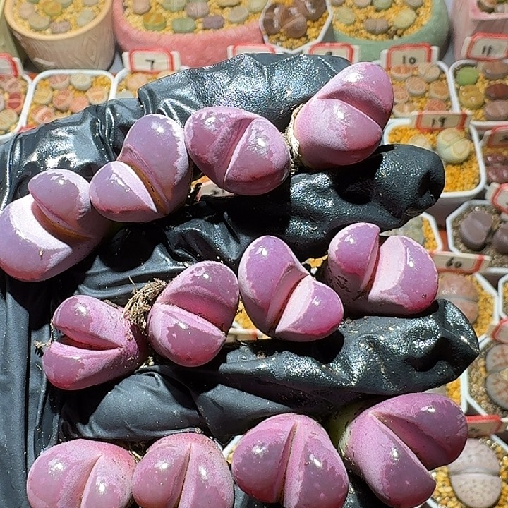 生石花2/：：。在。  10号