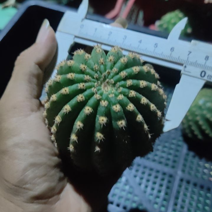 毛花柱河岸大侧芽6-7公分