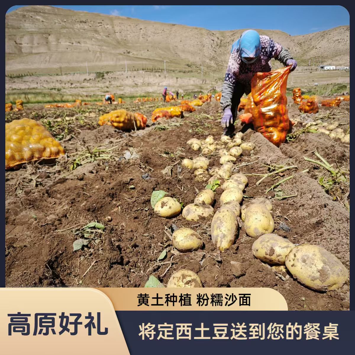 定西黄心土豆新鲜农家种植现挖现发沙糯粉定西马铃薯洋芋甘肃土豆