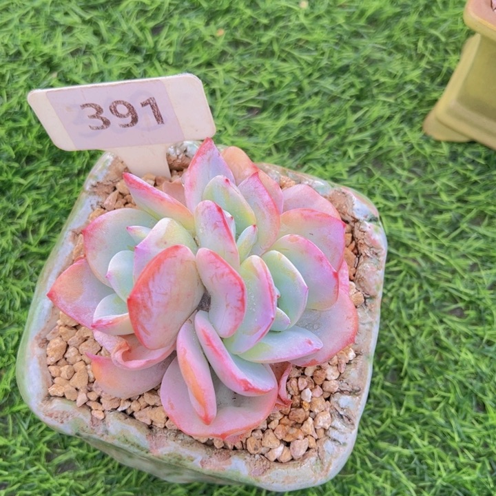 健健康康平平安安