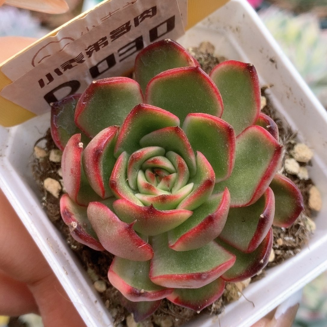 030宝莉安娜锦锦锦锦