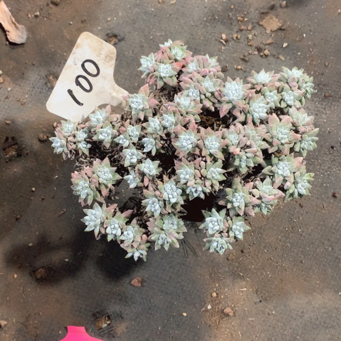 多肉植物100号白菊28