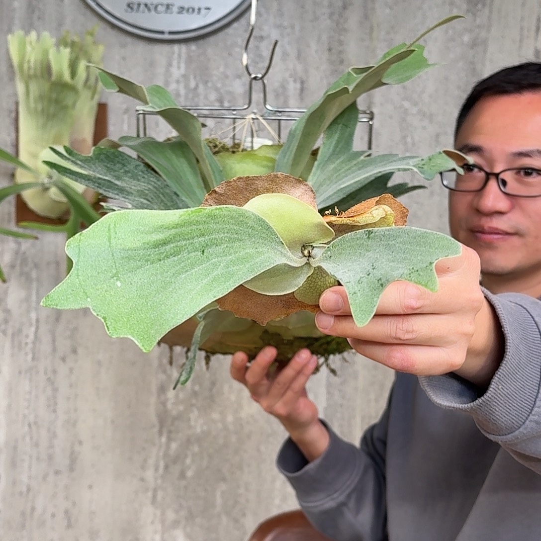 完全开放BT short短手二叉鹿角蕨春野花园