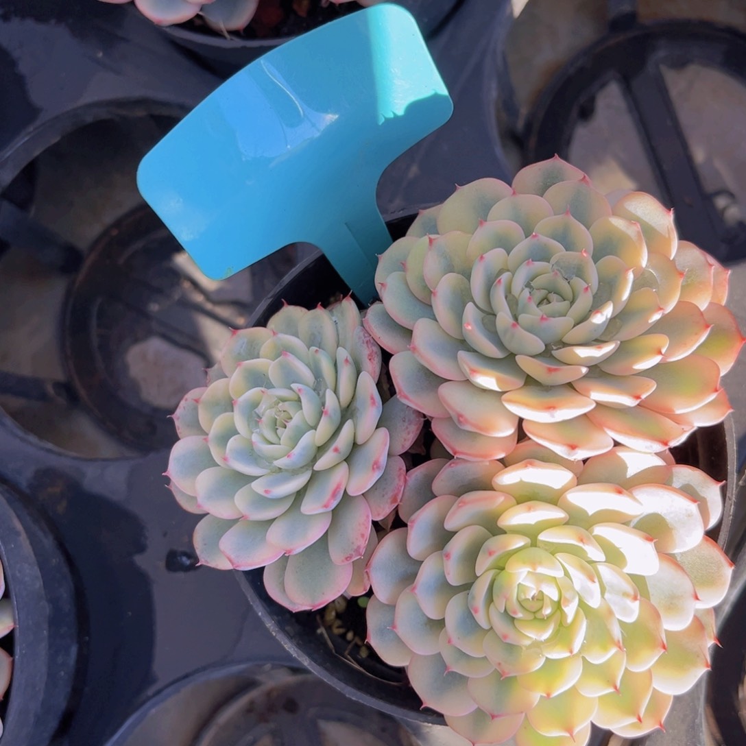 香玉的故事是一个人的故事吗