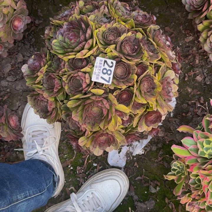 拉丝花27-29包邮花花