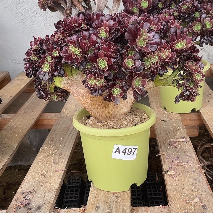 A497欧紫自然朵朵缀化45-1脱土包邮