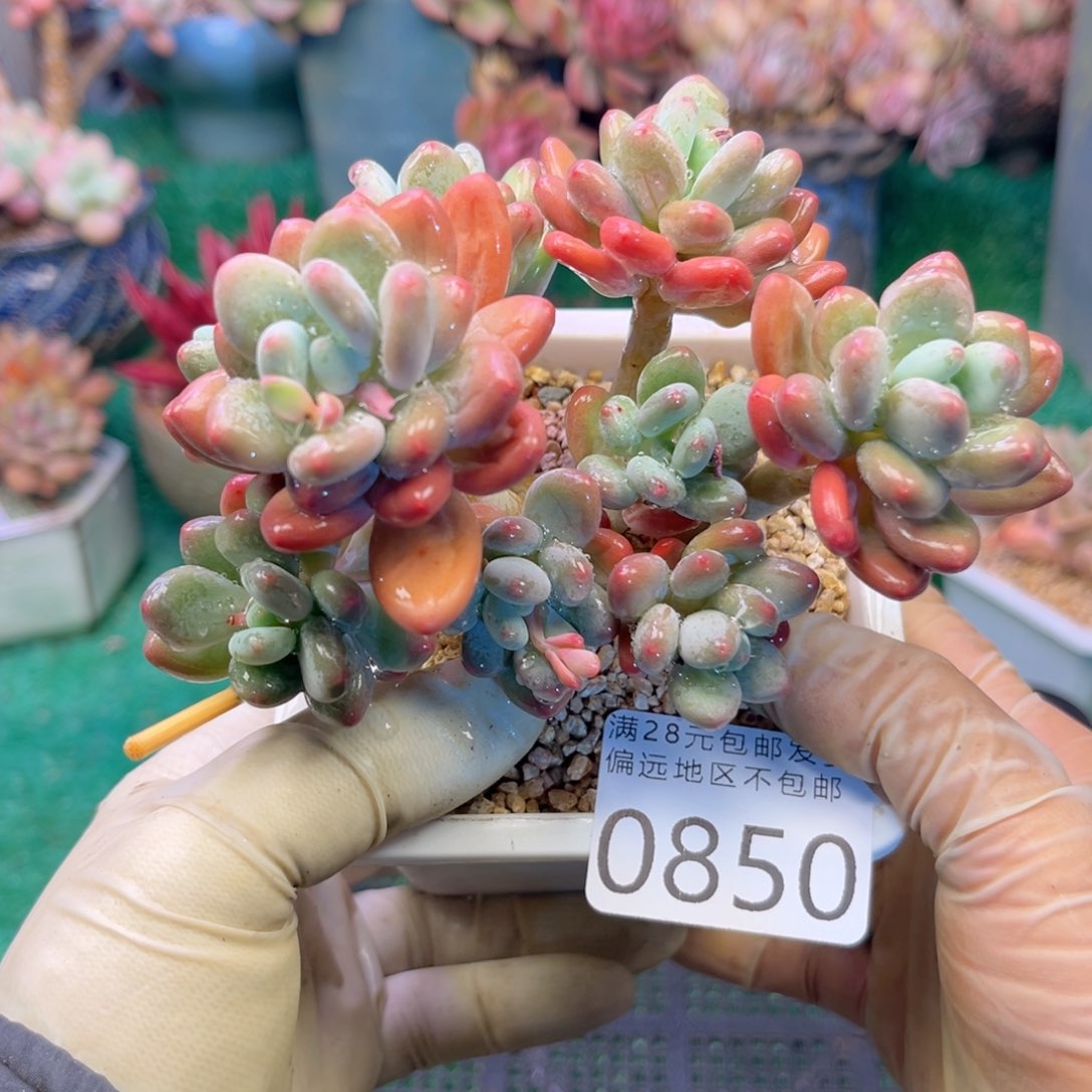 大0850；h d h f h ch g h h j