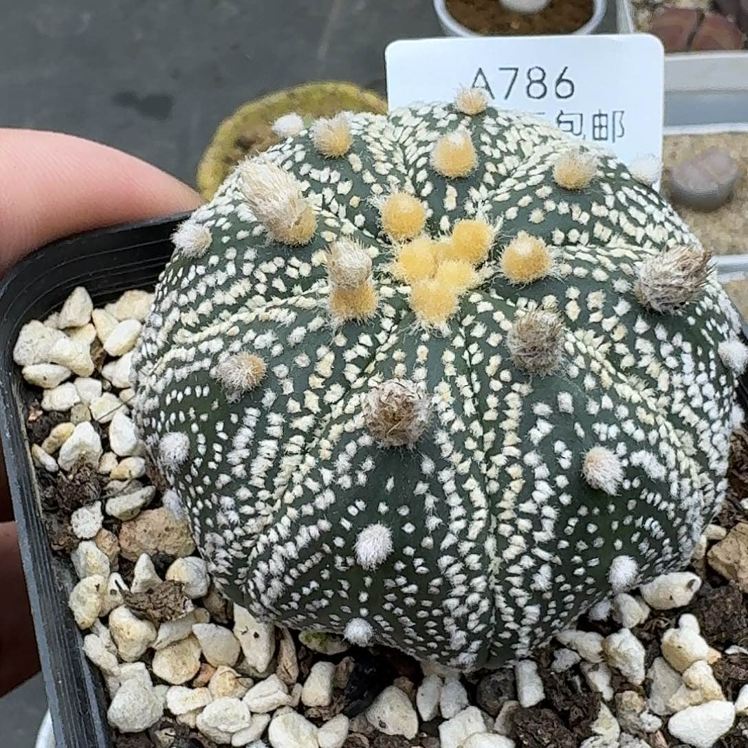 786多肉哈哈哈哈哈哈哈