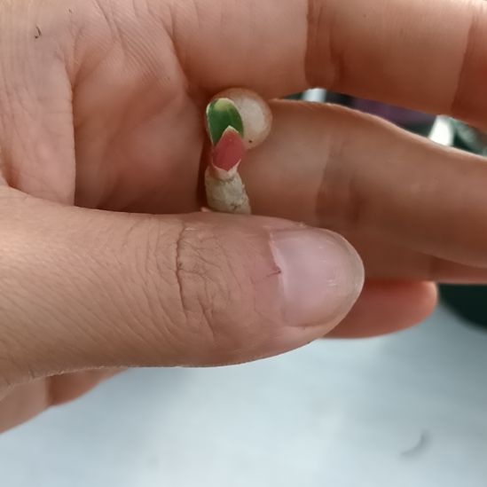 无花朵特色花卉君子兰小苗，