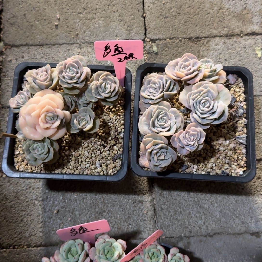 多***喵11111111111111111111111